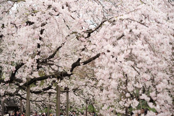 Japon,branche,fleur de cerisier,fleur,printemps,Leica