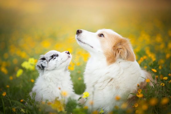 hund, natur, blomster, dyr, se opp