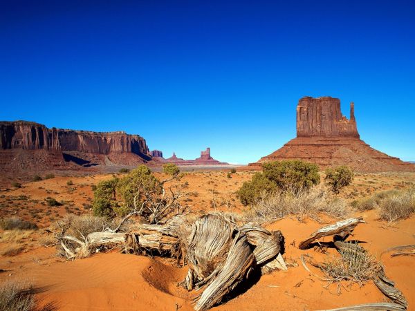 roots,Bushes,vegetation,desert,drought,canyon