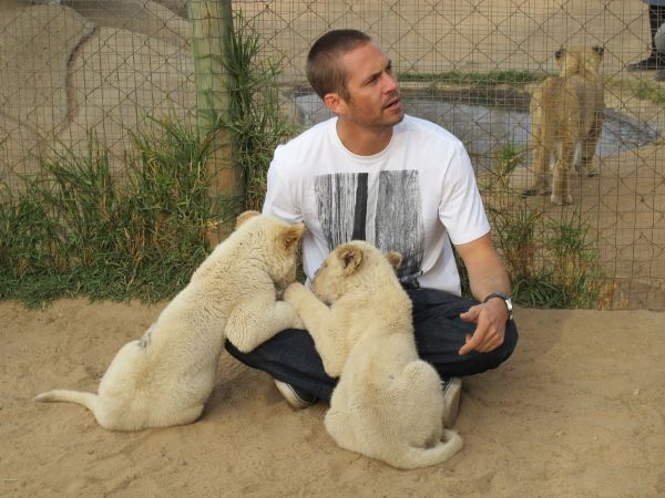 Paul Walker,hombre,actor,cachorros de león