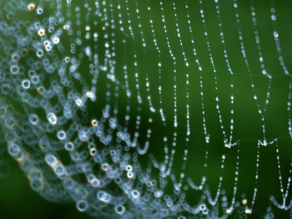 réseau,Web,gouttes,rosée