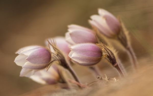 virágok,természet,fényképezés,kivirul,pollen,rózsaszín