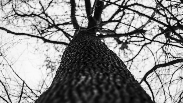 la nature,des arbres,Monochrome,foncé,la photographie,ciel