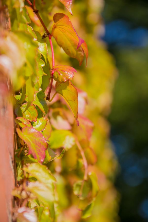 Sonnenlicht,Natur,Fotografie,Ast,Grün,Gelb