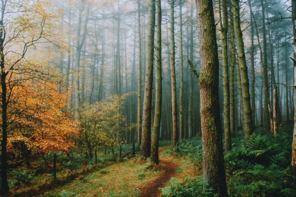 landschap,natuur,Bos,bomen,mist,dennenbomen