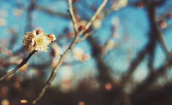 luce del sole, cibo, natura, Giappone, fiori, Asia