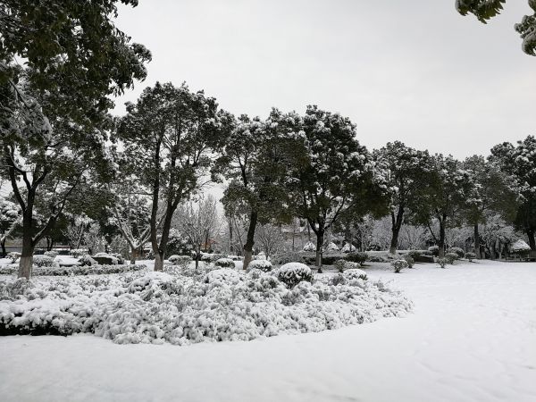 生活,生命很奇怪,树木,雪,静物