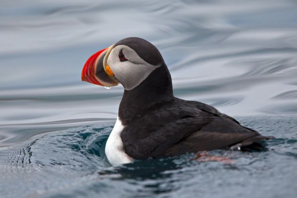 птици, море, вода, Puffins, животни, природа