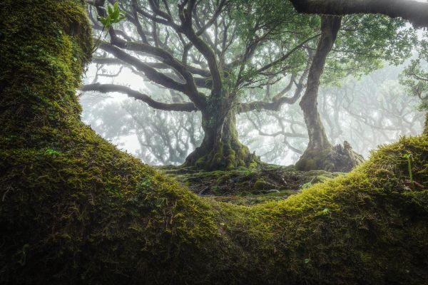 natura,alberi,nebbia,muschio,le foglie,Monsone