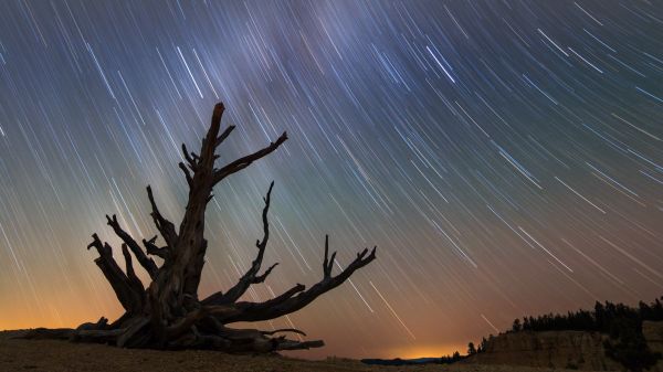 อุทยานแห่งชาติ Bryce Canyon,ต้นสน,ทางช้างเผือก,ดาว,ท้องฟ้ายามค่ำ,Bristlecone Pine