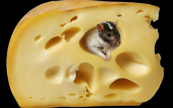 Mäuse,Tiere,Lebensmittel,Käse,Gelb,Säugetiere