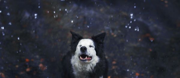 mavi,köpek,Su,düşmek,ıslak,yağmur