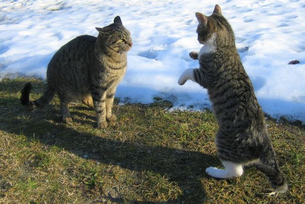 ペット,猫,木材,冬,イタリア,雪