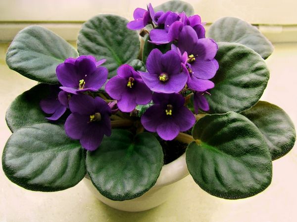 màu tím,màu xanh lá,hoa,thực vật,Primula,Lilac