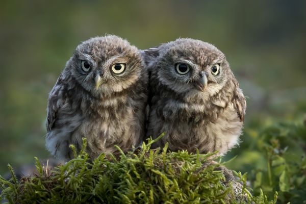 nature,owl,animals,birds