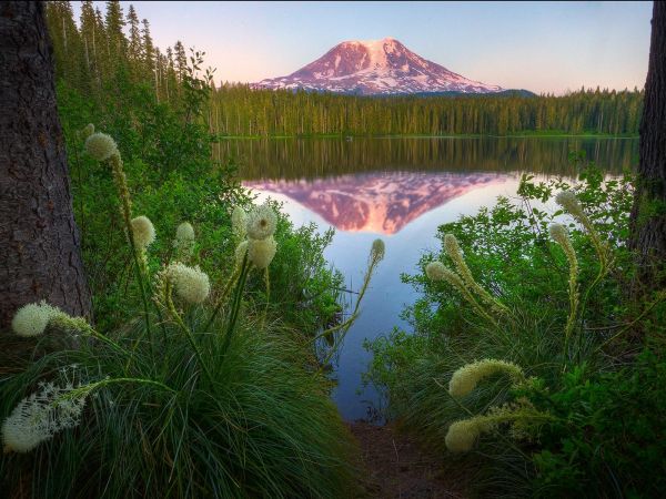 paisaje,Flores,lago,agua,naturaleza,reflexión