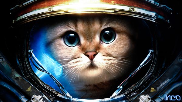 1920x1080 px, djur, konstnärlig, astronaut, bruten, katter