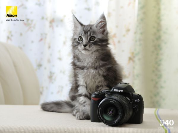 gatto,Maine Coon,gattino,macchina fotografica,Nikon,barba