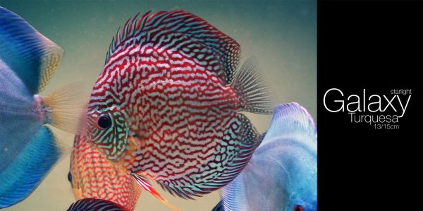 Discus Fish,2016x1006 px