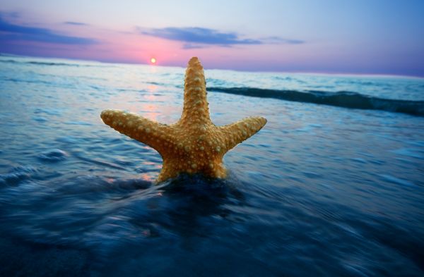 langit, matahari terbenam, laut, pantai, refleksi, paparan panjang