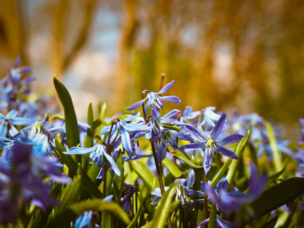 lumina soarelui, pădure, flori, grădină, natură, iarbă