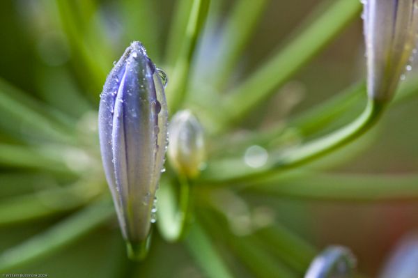 fiore,macro,acqua,avvicinamento,goccioline,gocce