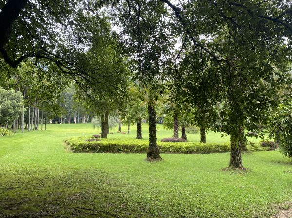 bosque,Árboles,verde,Césped