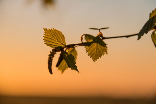 sollys,solnedgang,natur,gren,soloppgang,gul