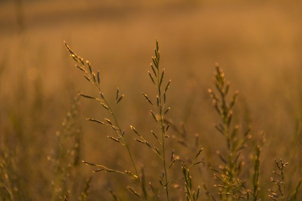 zonlicht, eten, natuur, gras, veld-, zonsopkomst