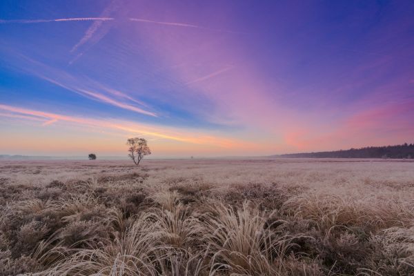 solljus,landskap,solnedgång,natur,himmel,gräs