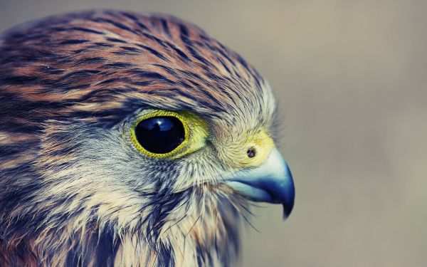 aves,Animales,azul,fauna silvestre,ave de rapiña,águila