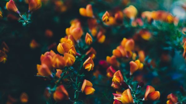 depth of field,photography,orange flowers