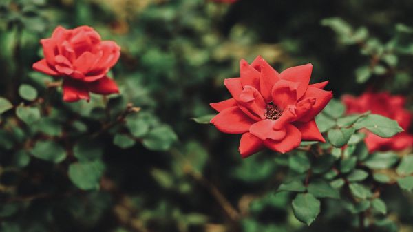 Blumen,Natur,rote Blumen,Rose,50mm,draußen