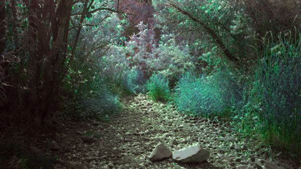 naturaleza,Árboles,madera,verdor,Piedras,Colorado