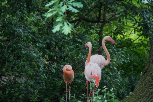 Německo,Volně žijících živočichů,zoologická zahrada,džungle,zobák,Berlín