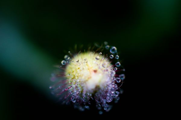 fotografering,makro,grønn,pollen,dugg,biologi