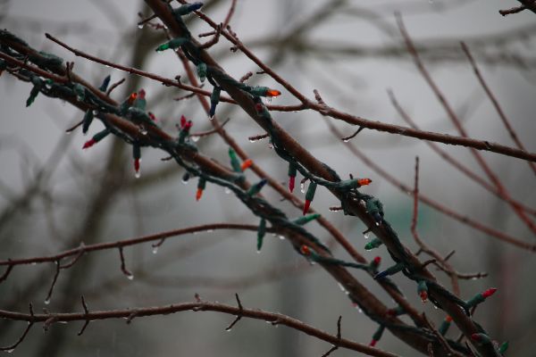 natur, snö, vinter-, gren, is, regn