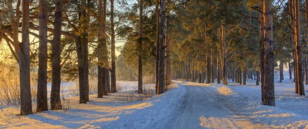 auringonvalo, Puut, maisema, metsä, luonto, lumi