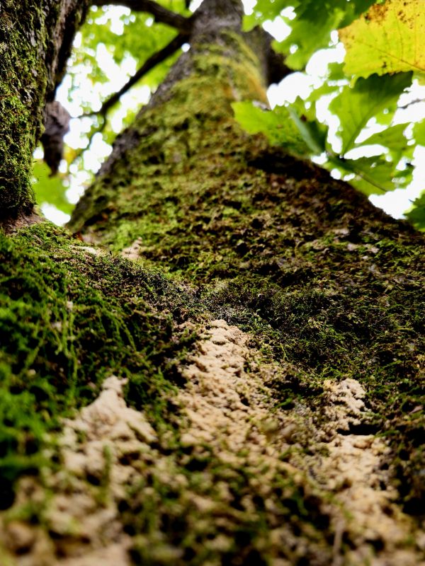 tronco de árvore,musgo,carvalho