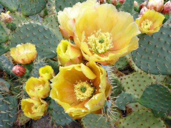 mat, gul, kaktus, blomst, blomster, torner