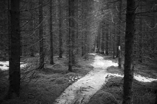 negro,monocromo,naturaleza,luz de sol,paisaje,bosque