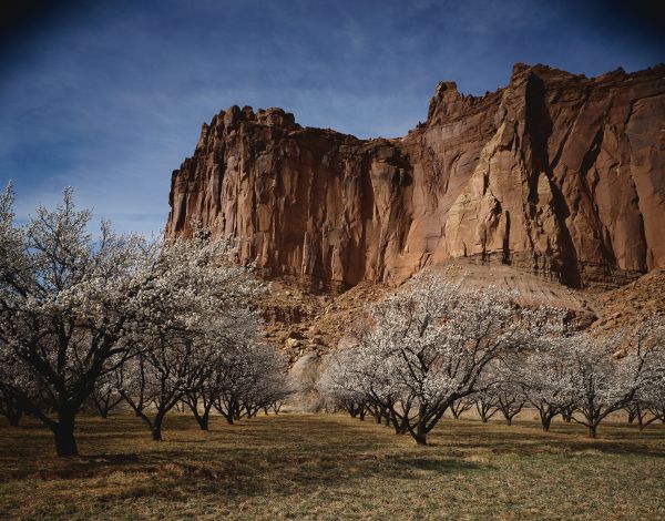 Árboles,paisaje,rock,cielo,jardín,acantilado