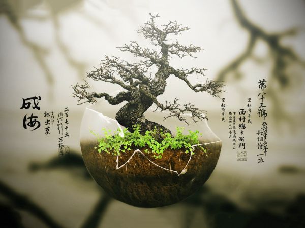 Japan,trær,digital kunst,planter,typografi,gren