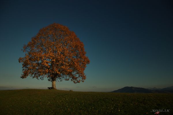 rejse,blå,efterår,himmel,træ,solopgang