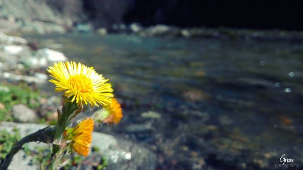 4160x2336 px,Cosmos kukka,falling Water,ruoho,luonto,arkki