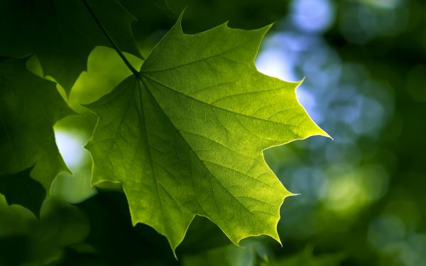 zonlicht, bladeren, natuur, planten, macro, tak