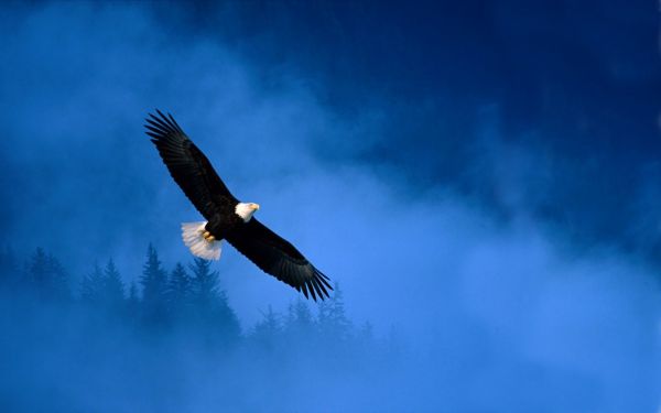 himmel,rovfugl,Ørn,bald eagle,blå,ikon