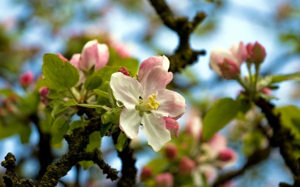 blomst,dråper,tre,vår,himmel,løvverk