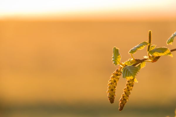 sollys,solnedgang,natur,felt,gren,gress