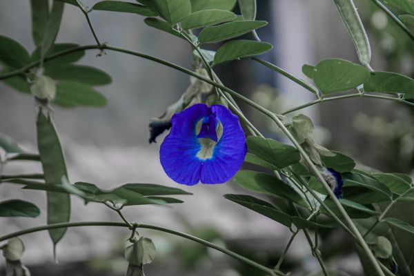 Butterfly pea,kvety,príroda,rastliny